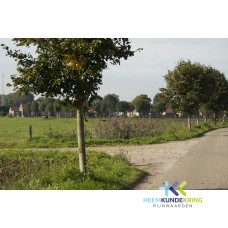 Spijk 15-09-2011 Coll. P.Snip (22)